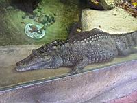 Caiman a lunettes (Caiman crocodilus)(cla. Reptiles)(ord. Crocodiliens)(fam. Alligotorides)  (Photo F. Mrugala) (1)